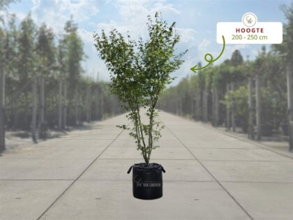 Fächer-Ahorn Mehrstämmig