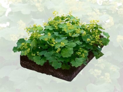 Großblättriger Frauenmantel Pflanzenmatten