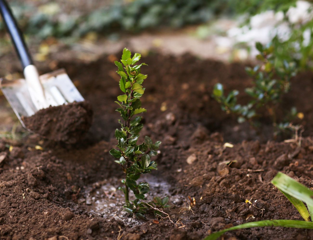 Bäume im Herbst pflanzen Was sind die Vorteile