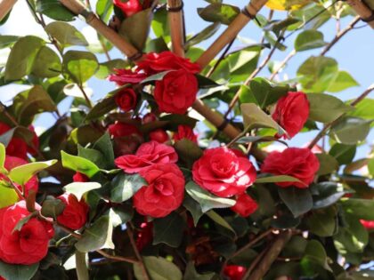 Japanische Kamelie als Dachbaum
