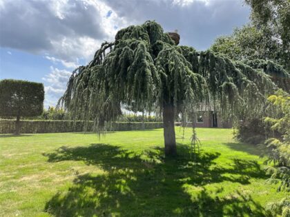 Hängende Blau-Zeder