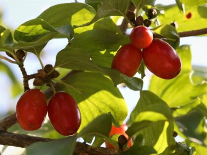 Kornelkirsche 'Kasanlak'