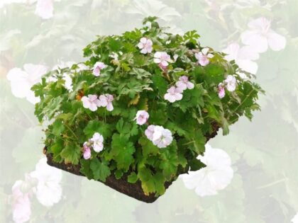 Cambridge Storchschnabel Pflanzenmatten