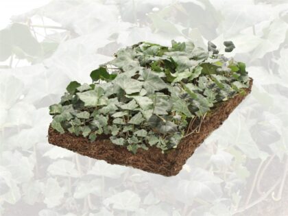 Efeu 'Woerner' Pflanzenmatten