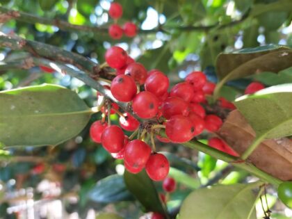 Spalier Stechpalme „Nellie Stevens“