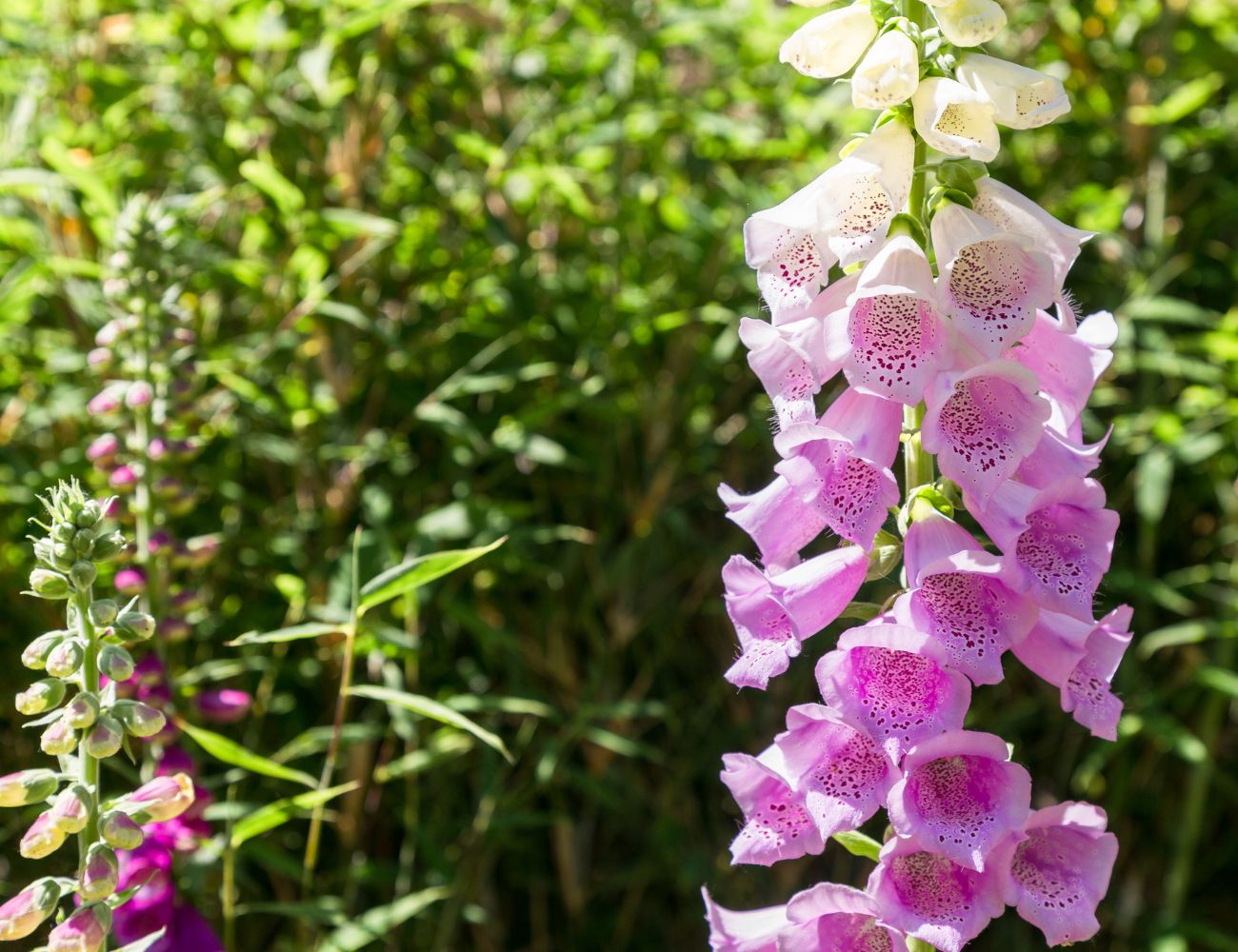 Ideen für kleine Vorgärten