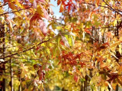 Dach-Amberbaum „Worplesdon“