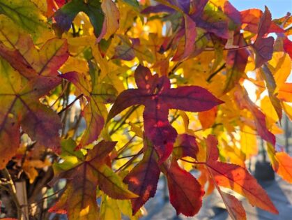 Dach Amberbaum Kugel