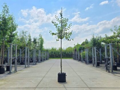 Apfelbaum 'Karmijn de Sonnaville'