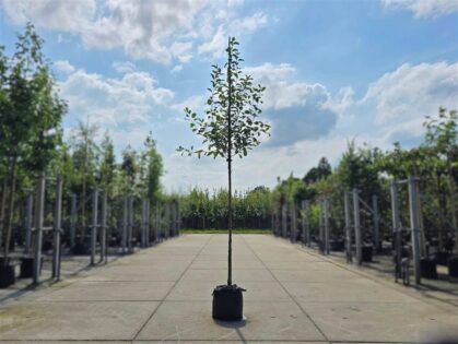 Apfelbäume 'Notarisappel'