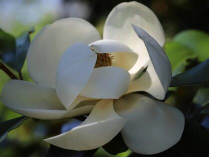 Spalier Immergrüne Magnolie