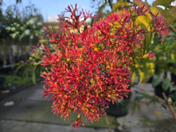 Mehrstämmige Bäume im Wintergarten-Van-IJmeren