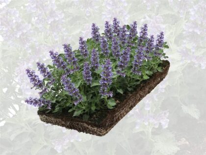 Katzenminze Pflanzenmatten