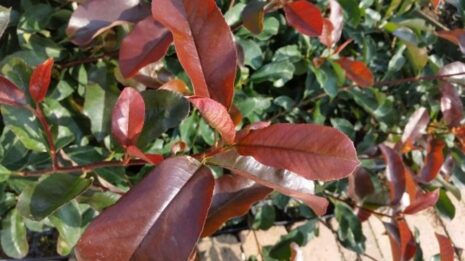 Glanzmispel „Camilvy“