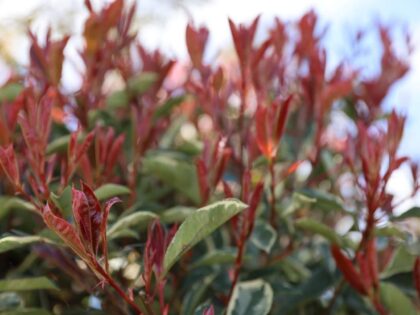 Glanzmispel 'Pink Marble'