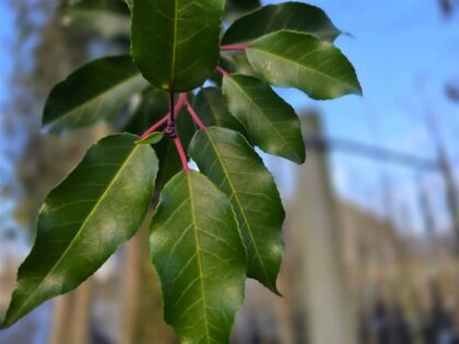 Spalier Portugiesischer Kirschlorbeer „Brenelia“