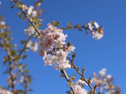 Rosa Winterkirsche Autumnalis Mehrstämmig
