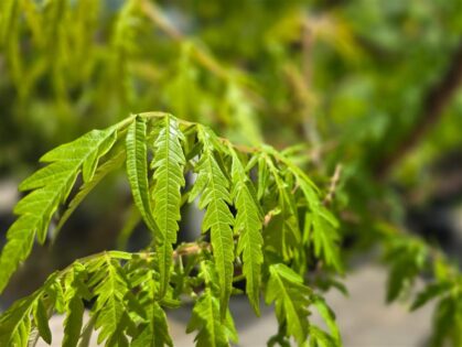 Samtbaum ‘Dissecta’ Mehrstämmig