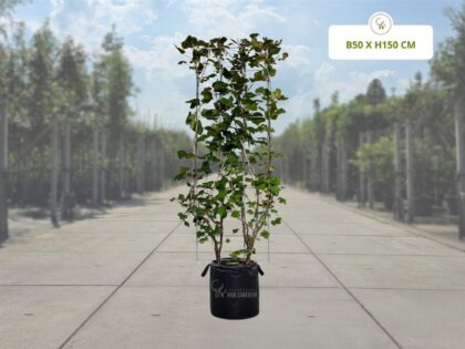 Rote Johannisbeere Fertighecke