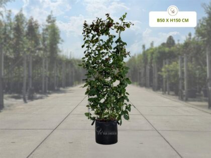 Brombeere Fertighecke