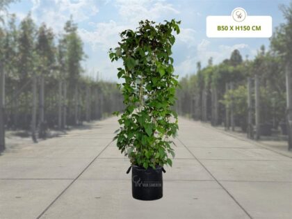 Himbeere Fertighecke