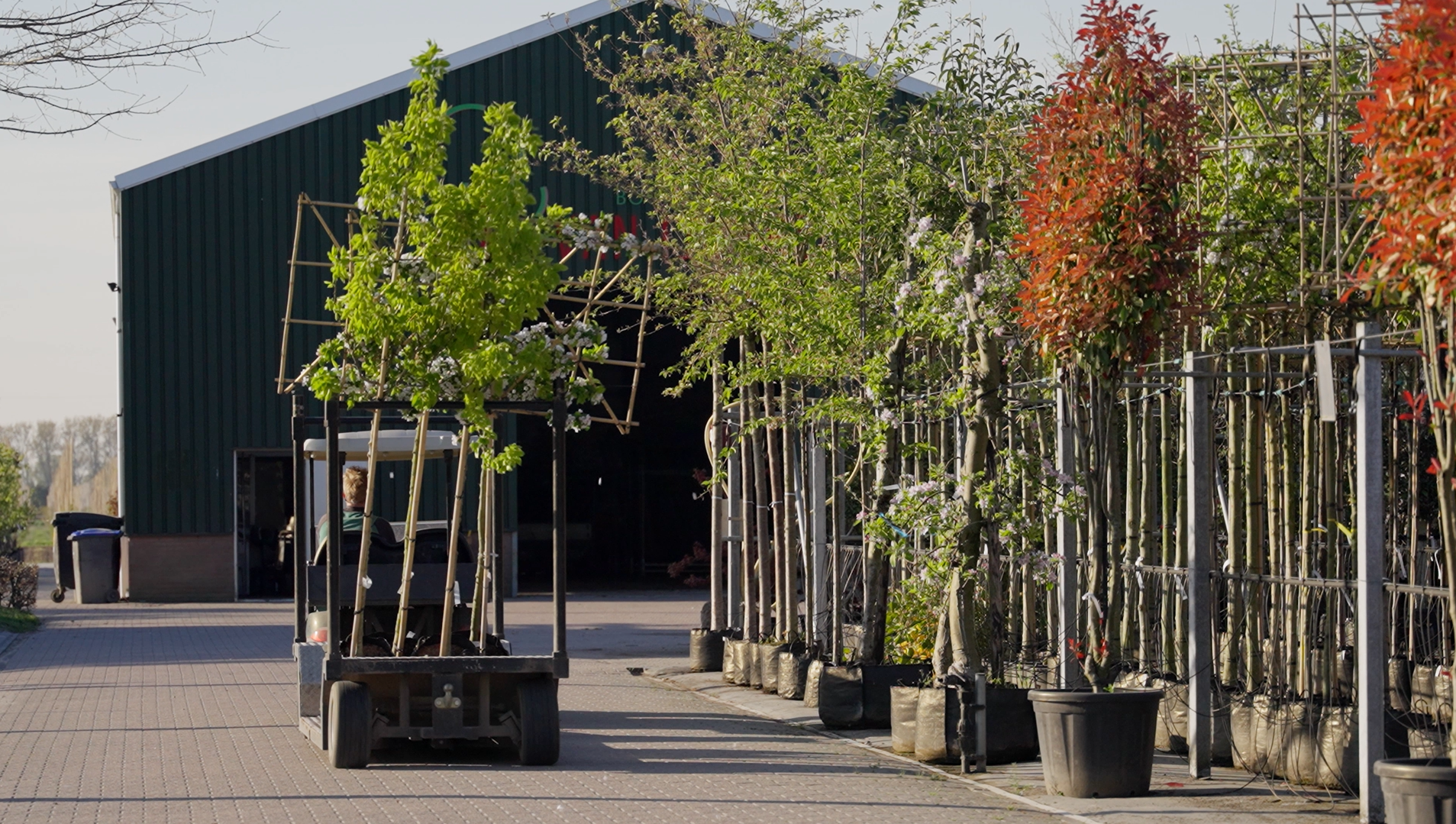 Unterschiede zwischen sommergrünen und immergrünen Bäumen