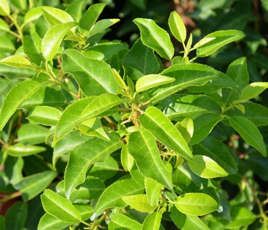 Unterschiede zwischen sommergrünen und immergrünen Bäumen