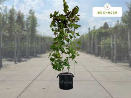 Blaue Traube Fertighecke