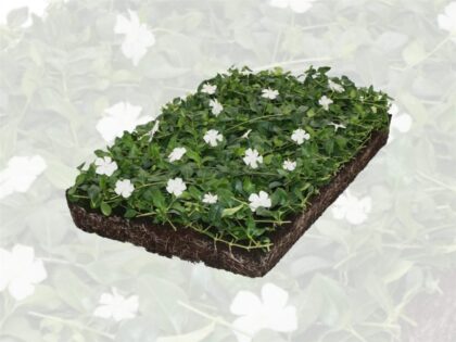 Weißes Immergrün Pflanzenmatten