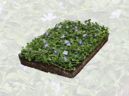 Kleines Immergrün Pflanzenmatten