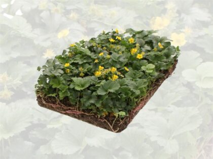 Golderdbeere Pflanzenmatten