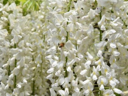 Weißer japanischer Blauregen 'Longissima Alba'