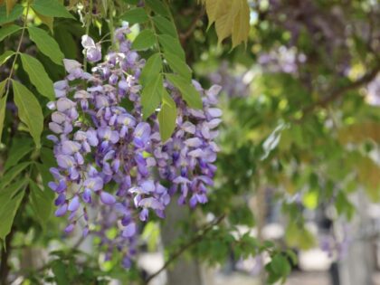 Chinesischer Blauregen 'Prolific'